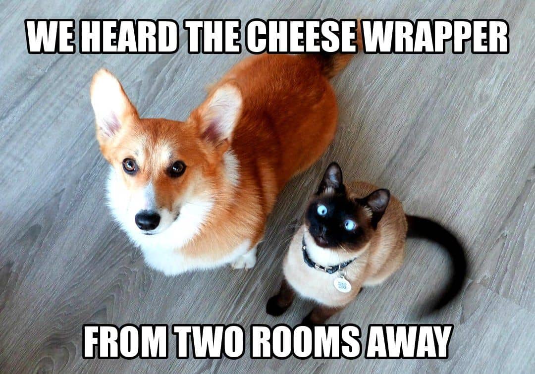 funny animal meme - corgi and siamese cat staring up waiting for treats