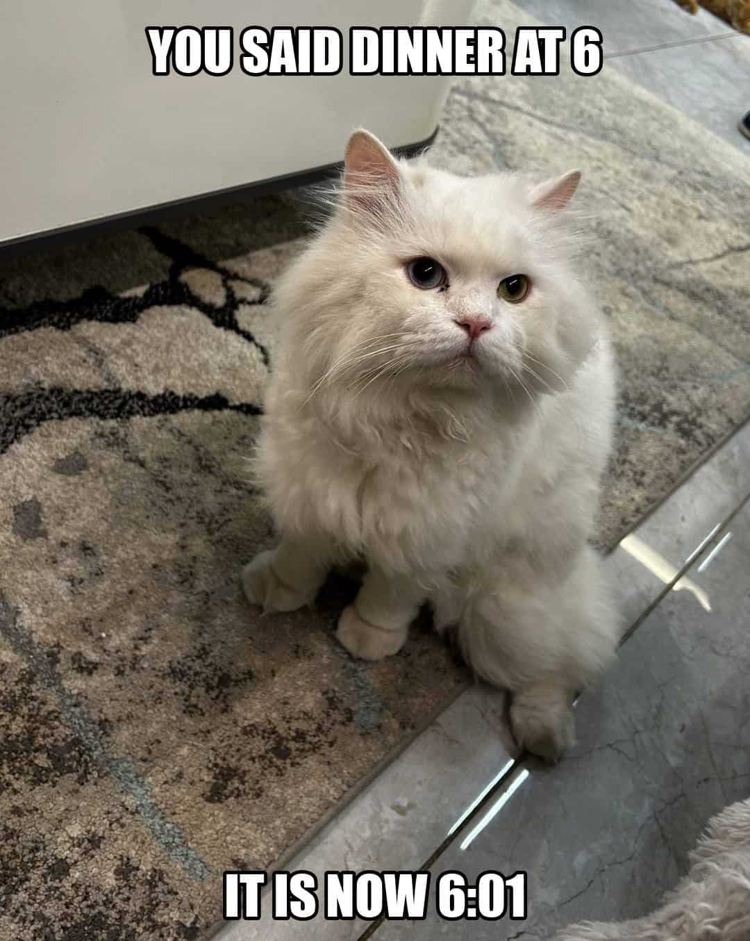 funny animal meme - white persian cat waiting for dinner