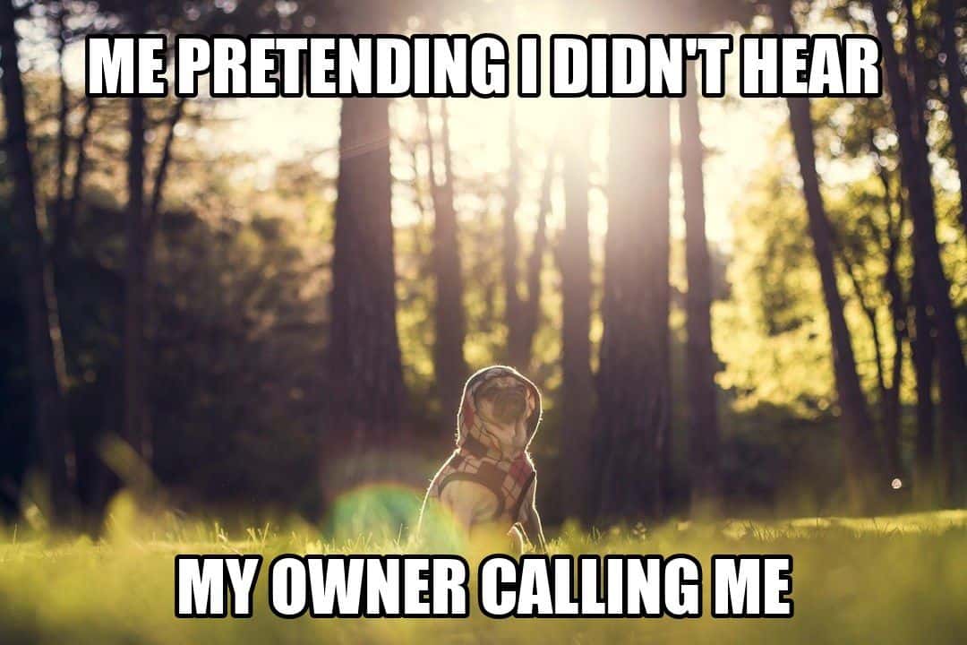 funny animal meme - pug sitting in a sunlit forest