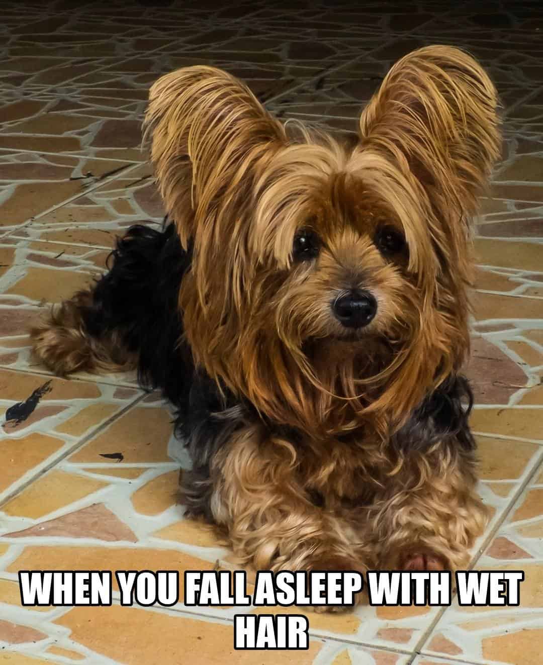 funny animal meme - yorkie with messy bed hair