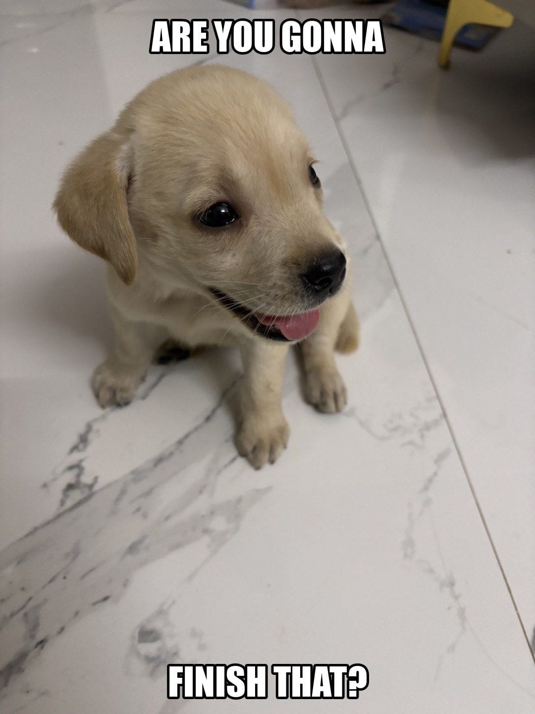 funny animal meme - puppy staring at your food