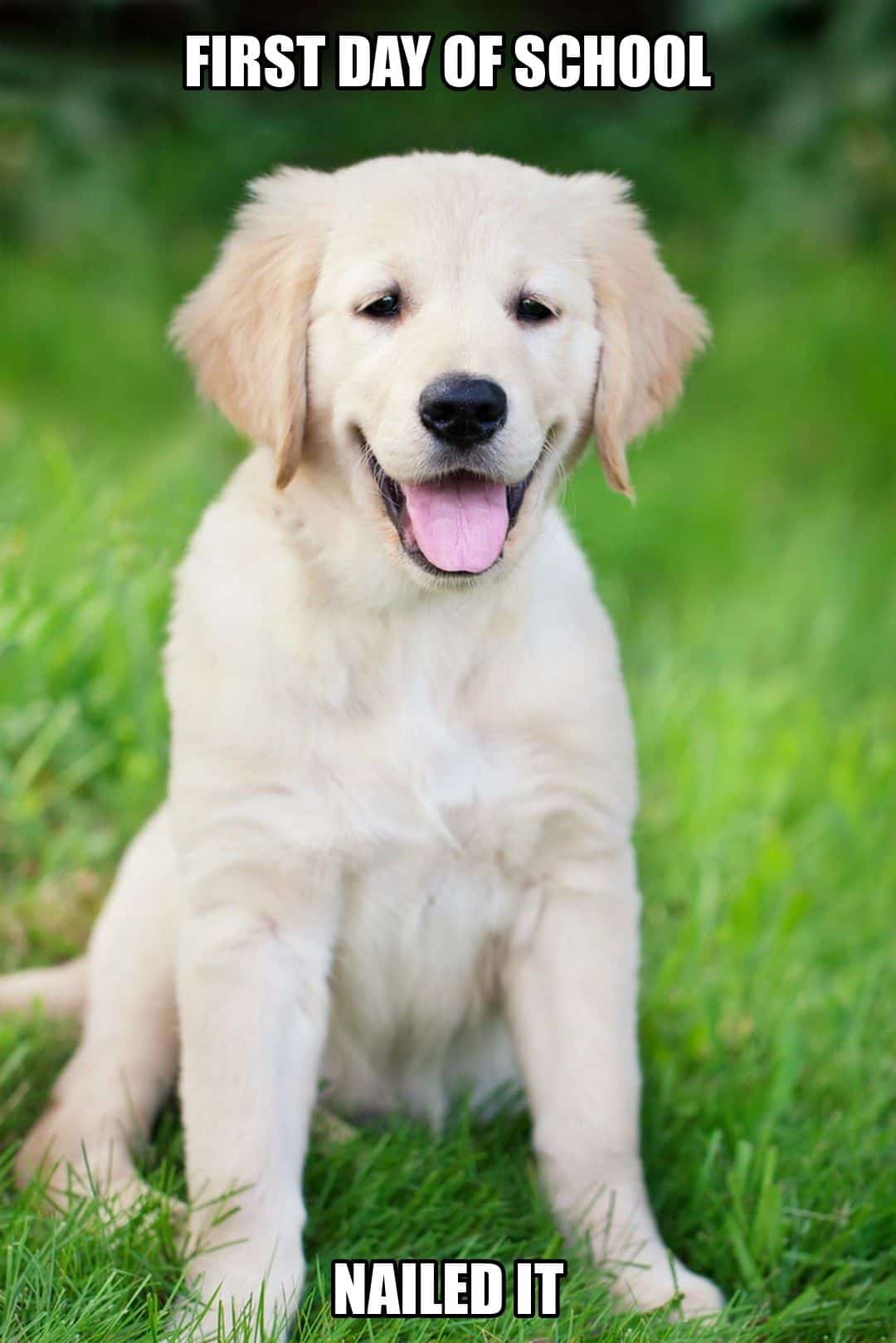 funny animal meme - golden retriever puppy school photo