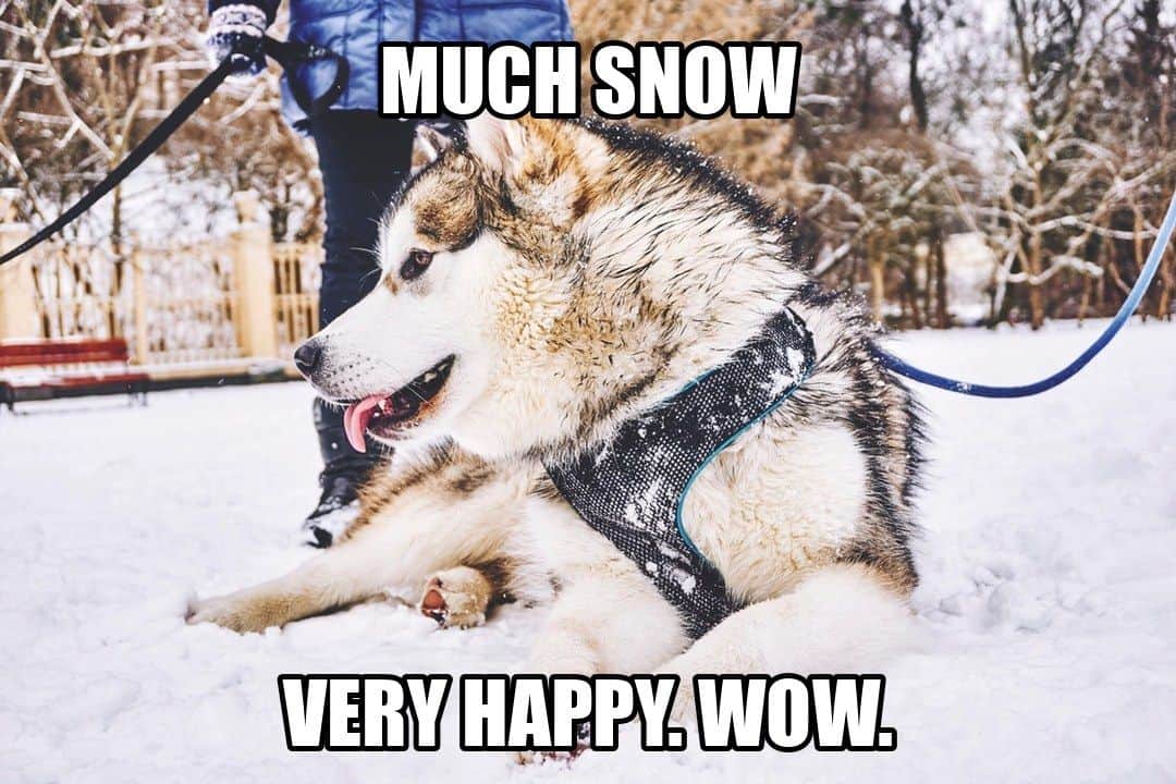 funny animal meme - malamute rolling in snow doge style