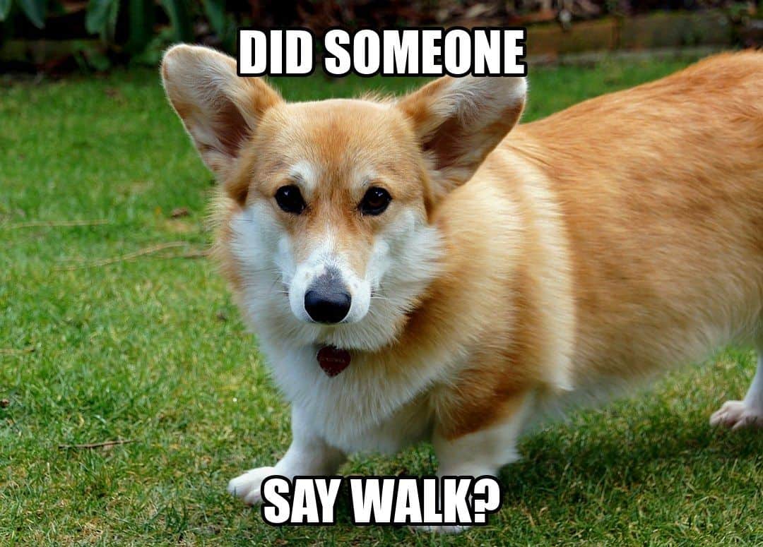 funny animal meme - corgi hearing the word walk