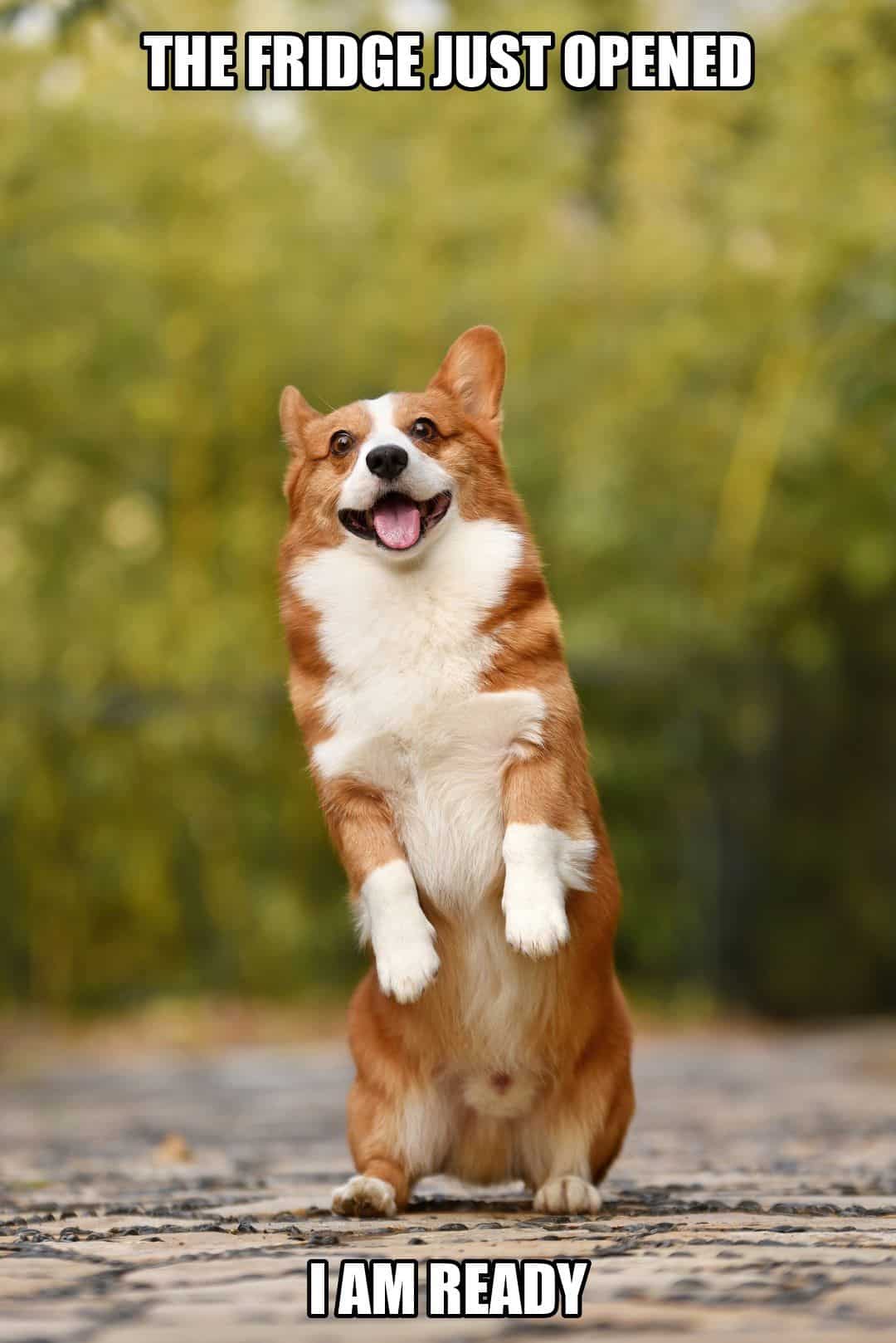 funny animal meme - corgi standing on hind legs