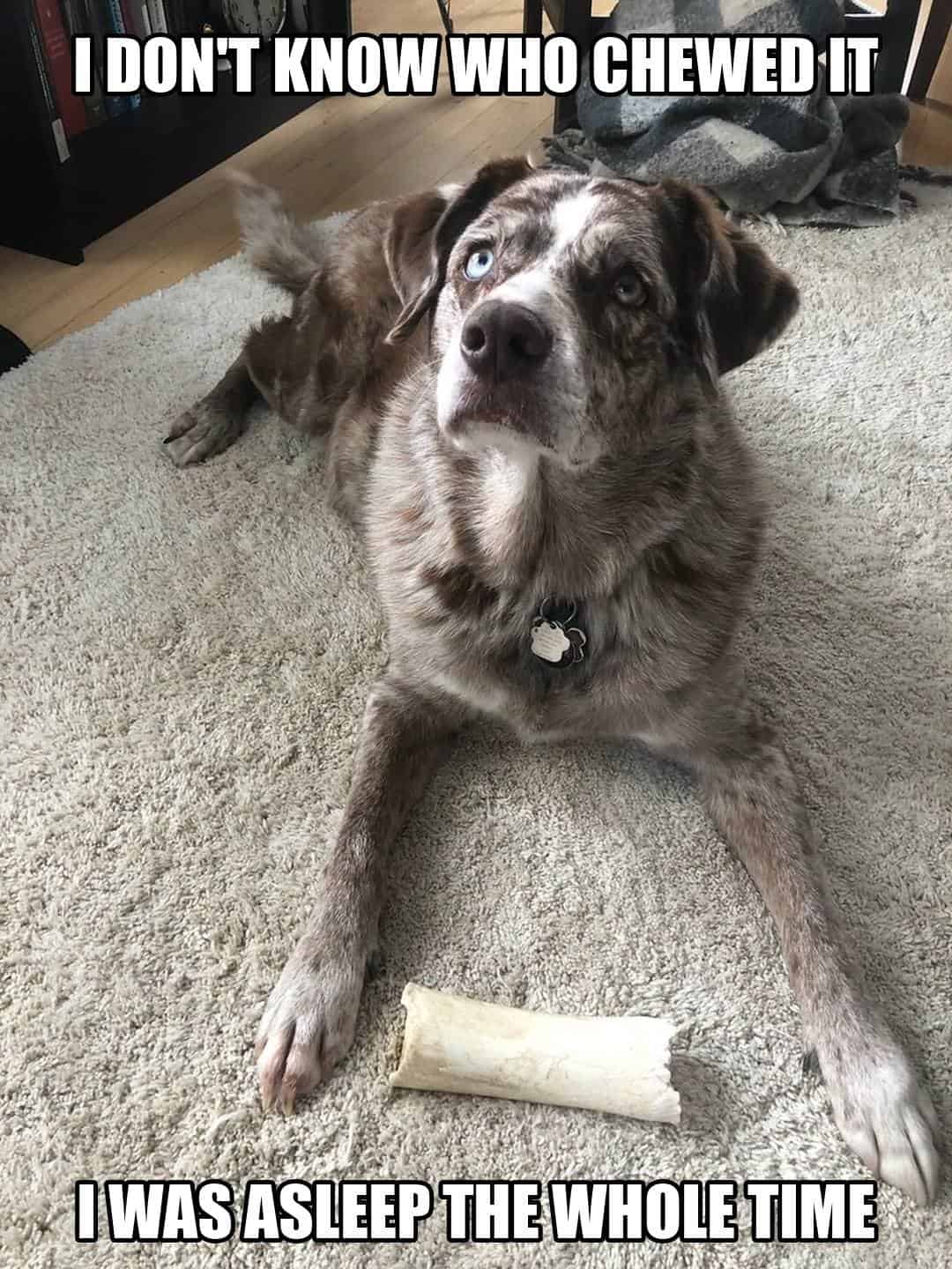 funny animal meme - guilty dog lying next to chewed bone