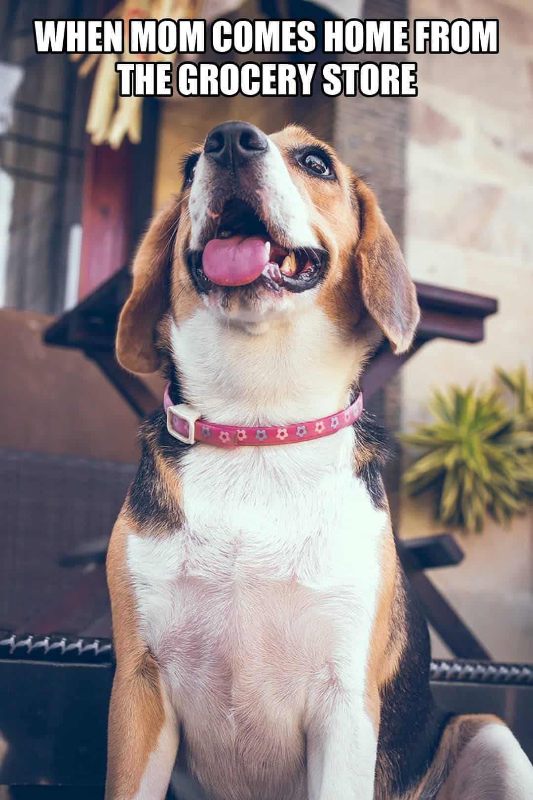 funny animal meme - excited beagle smiling
