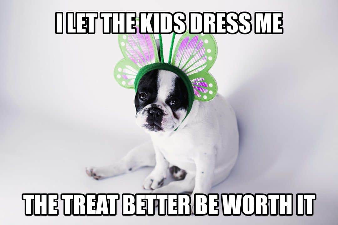 funny animal meme - french bulldog wearing butterfly headband