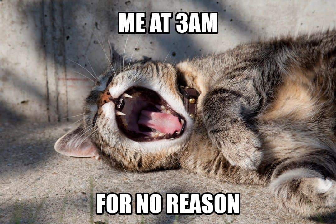 funny animal meme - cat lying upside down with mouth wide open