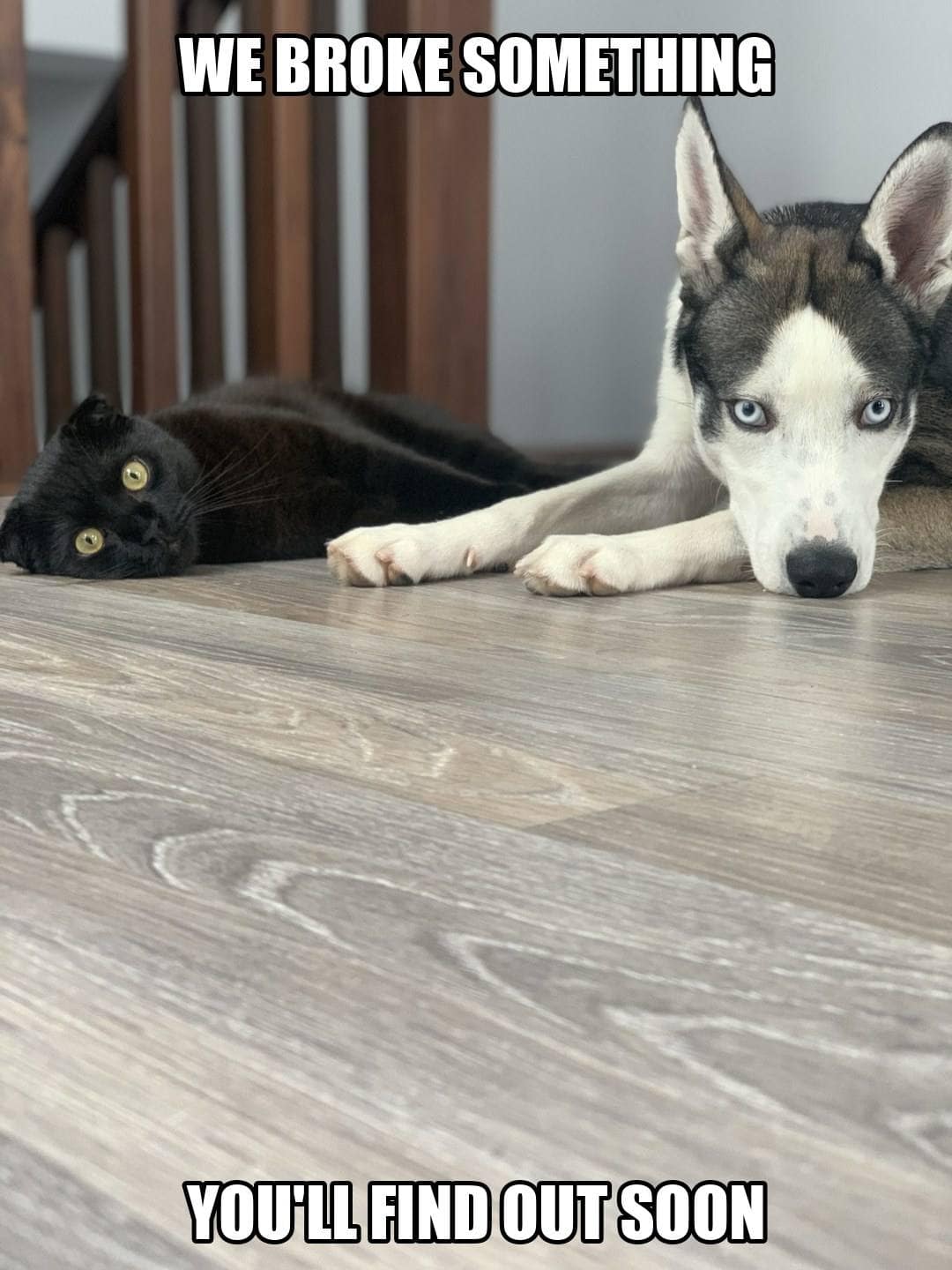 funny animal meme - husky and black cat lying on the floor staring