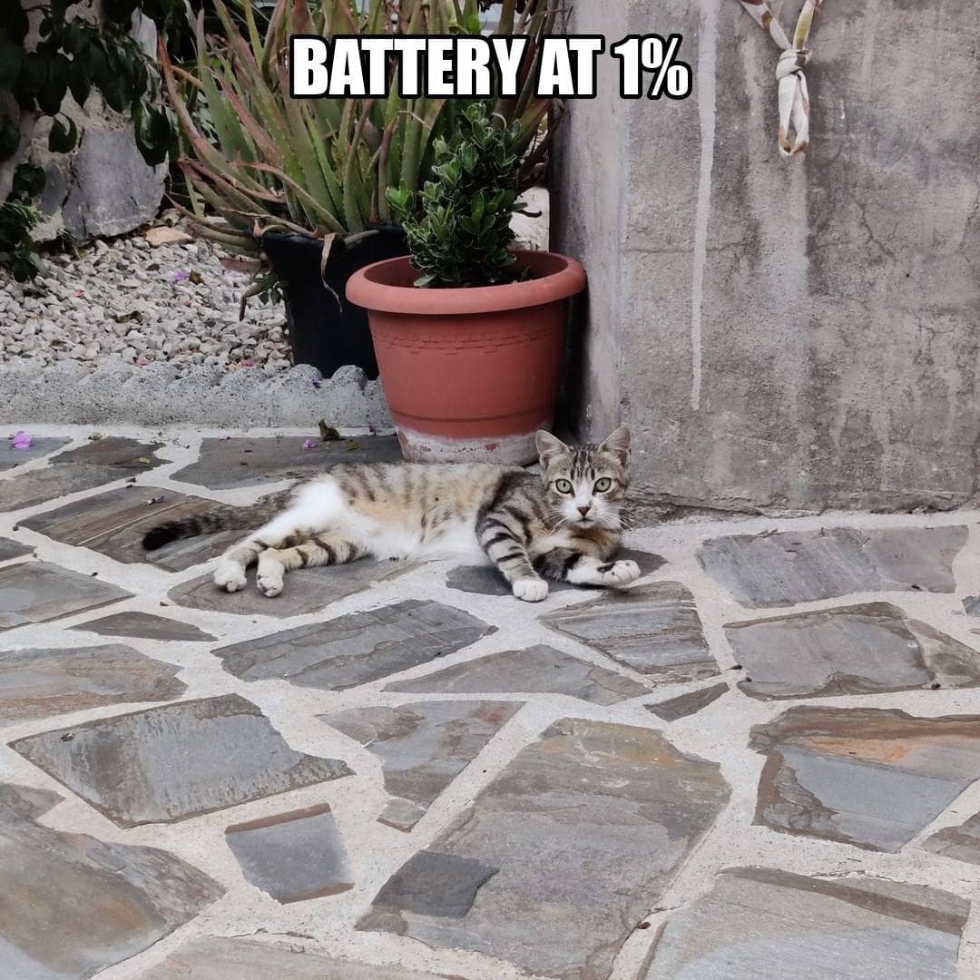 funny animal meme - kitten sprawled flat on patio stones