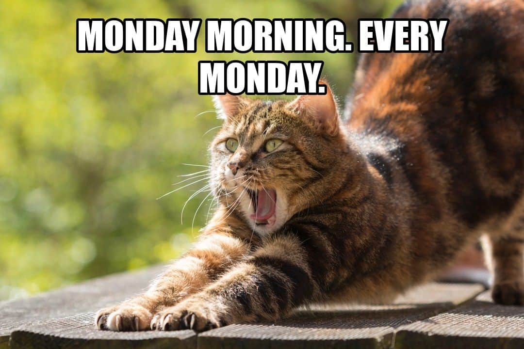 funny animal meme - cat stretching and yawning