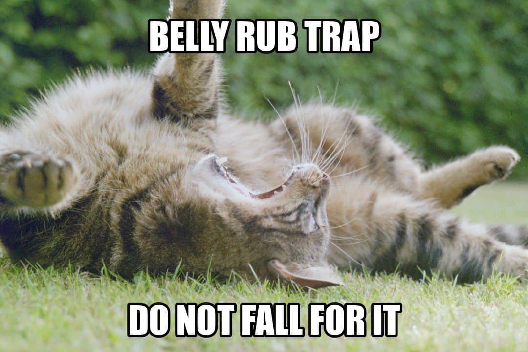 funny animal meme - cat rolling on back showing belly