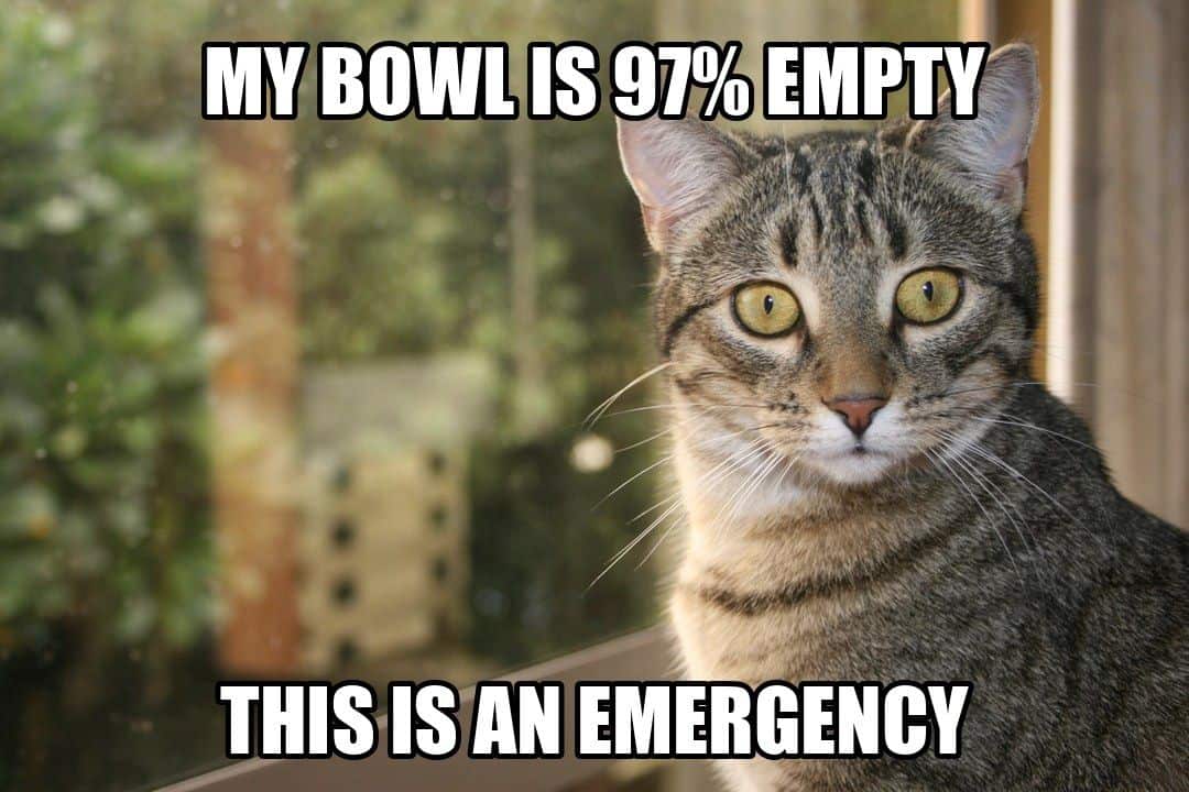 funny animal meme - wide eyed tabby cat staring
