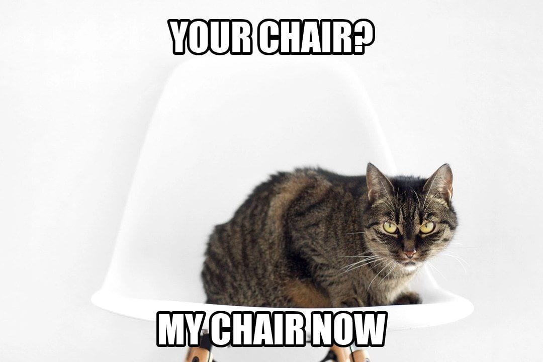 funny animal meme - cat sitting on office chair glaring