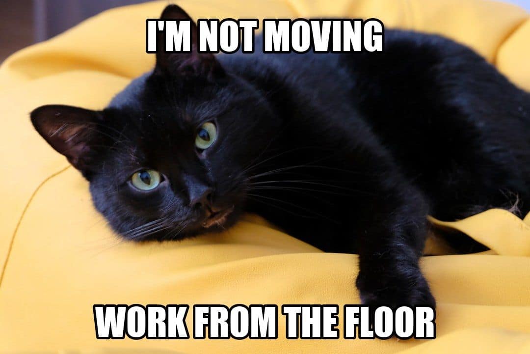 funny animal meme - black cat lying on yellow beanbag