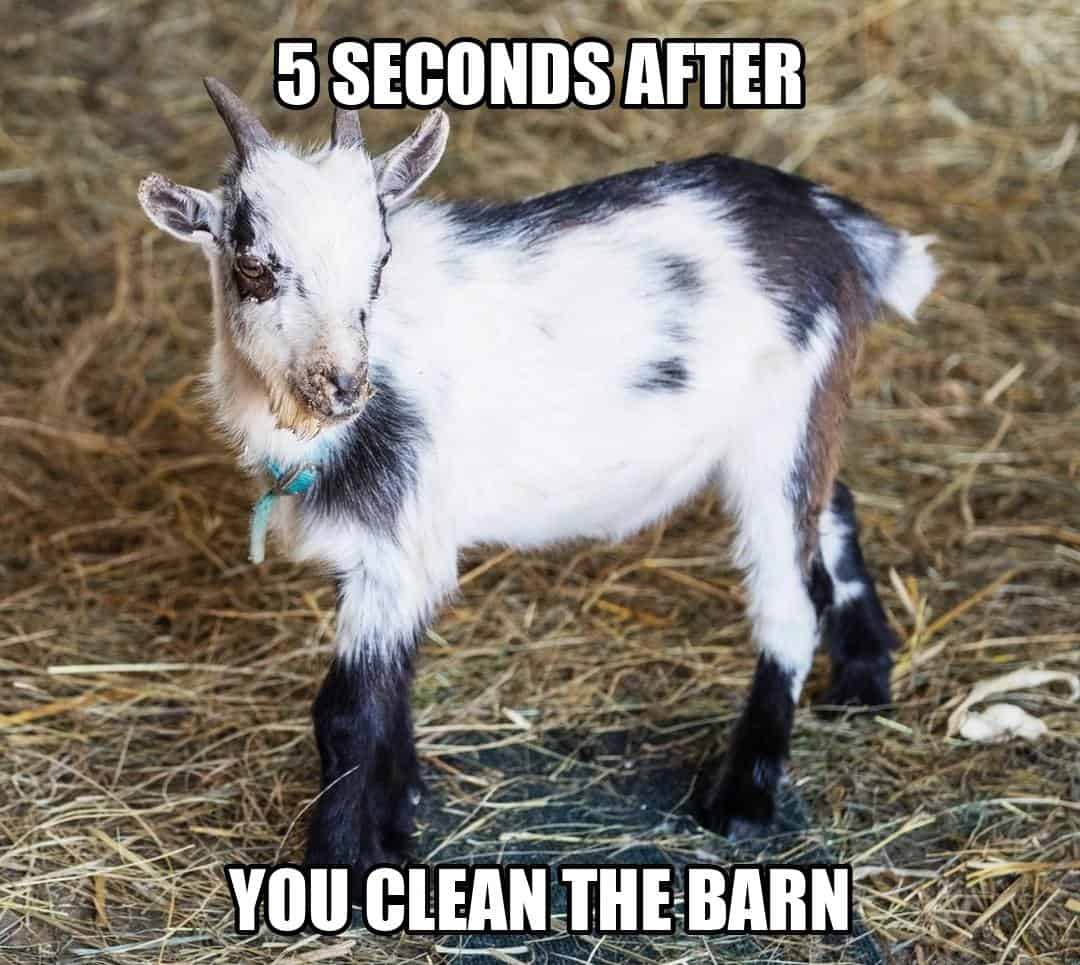 funny animal meme - messy baby goat on hay