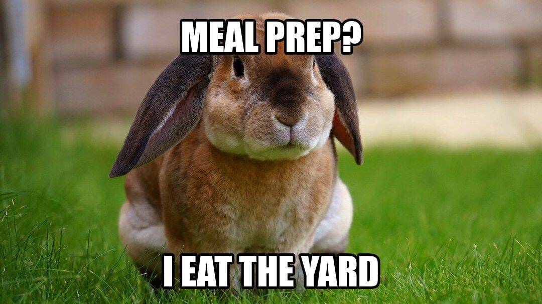 funny animal meme - rabbit eating grass