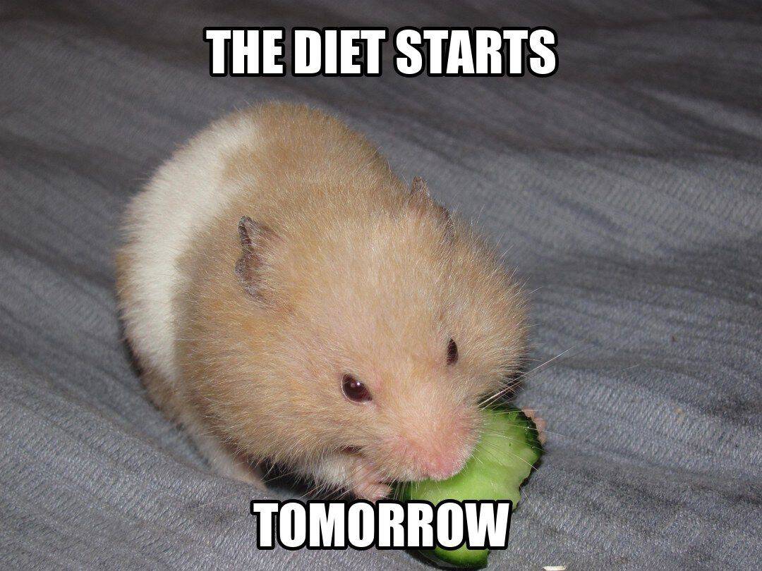 funny animal meme - hamster eating cucumber