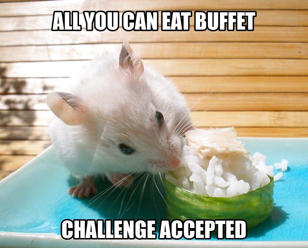 funny animal meme - hamster eating rice from tiny bowl