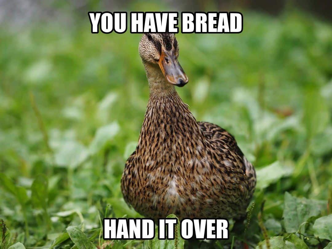 funny animal meme - duck walking toward camera