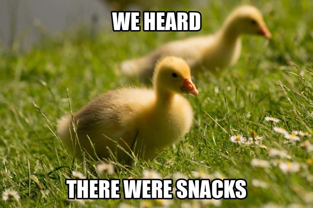 funny animal meme - two ducklings in daisy field