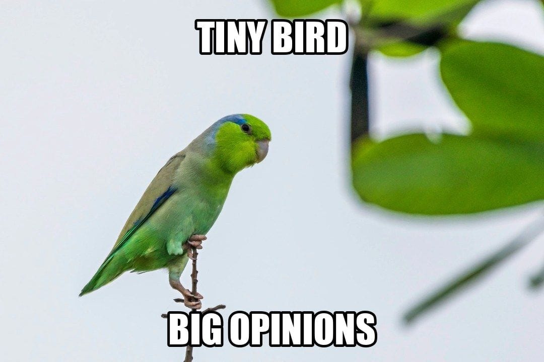 funny animal meme - small green parrotlet on twig