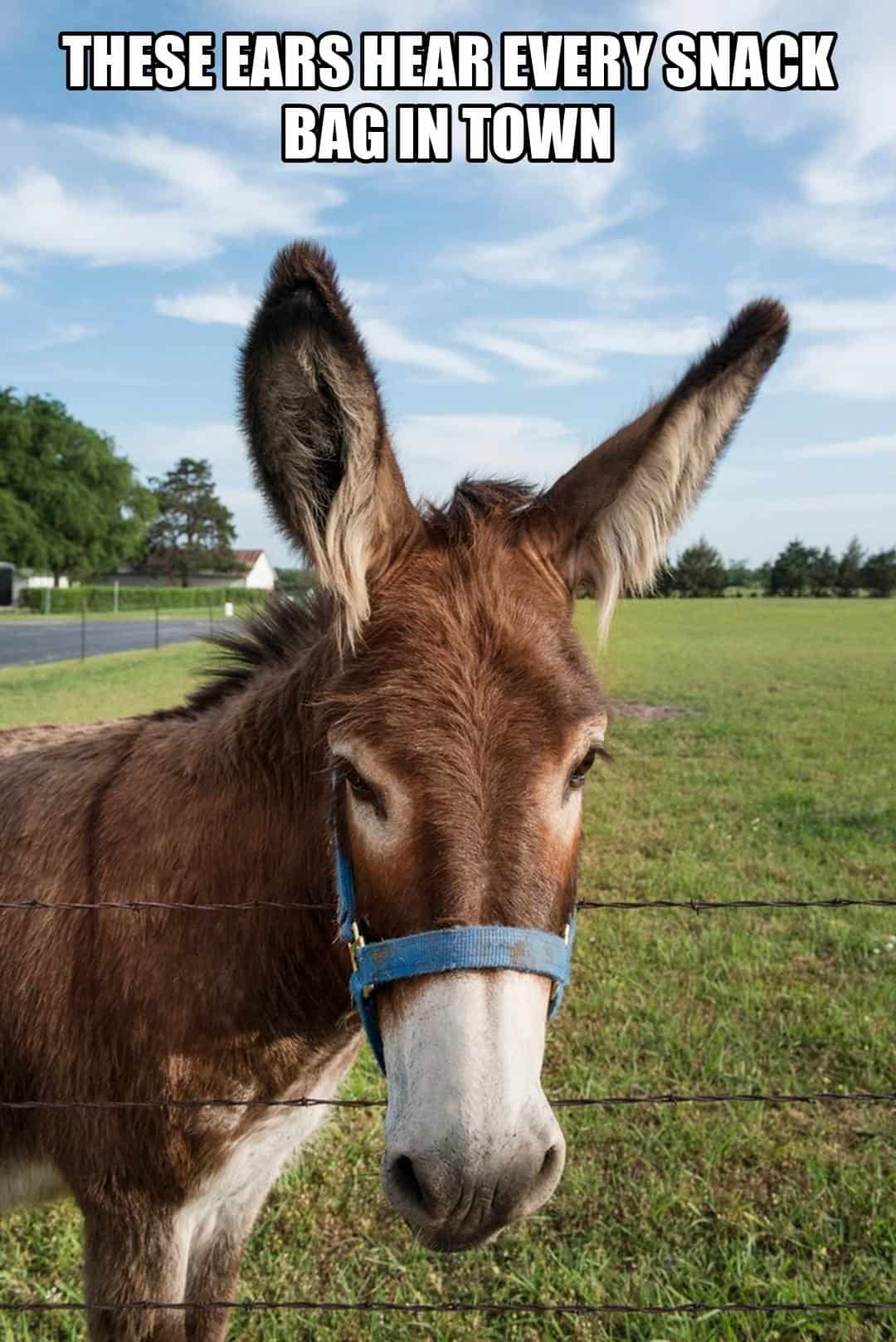 funny animal meme - donkey with huge ears at fence