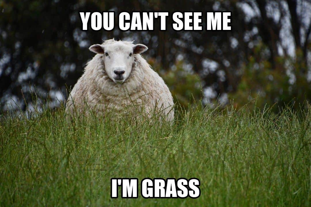 funny animal meme - sheep hiding in tall grass