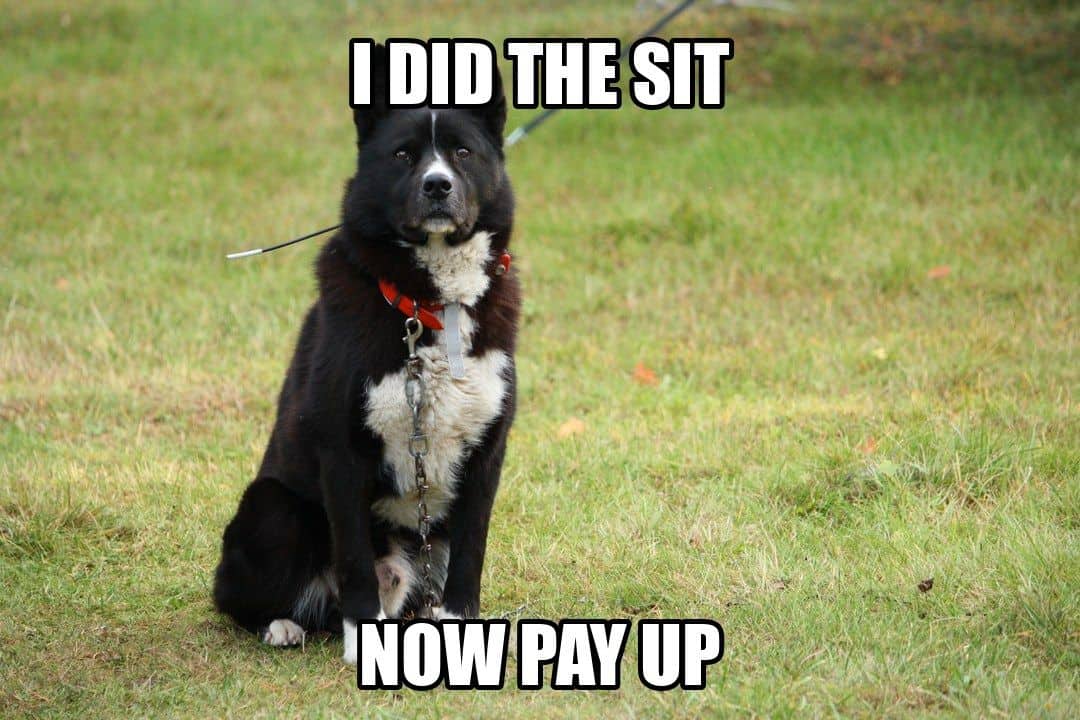 funny animal meme - black dog sitting waiting for a treat