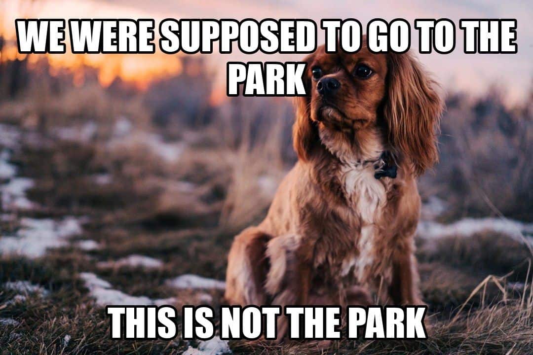 funny animal meme - sad spaniel in winter field