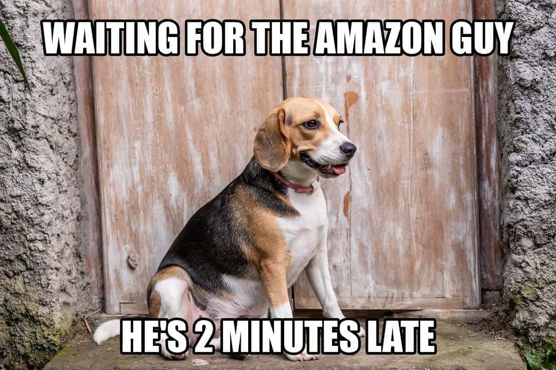funny animal meme - beagle sitting by the front door