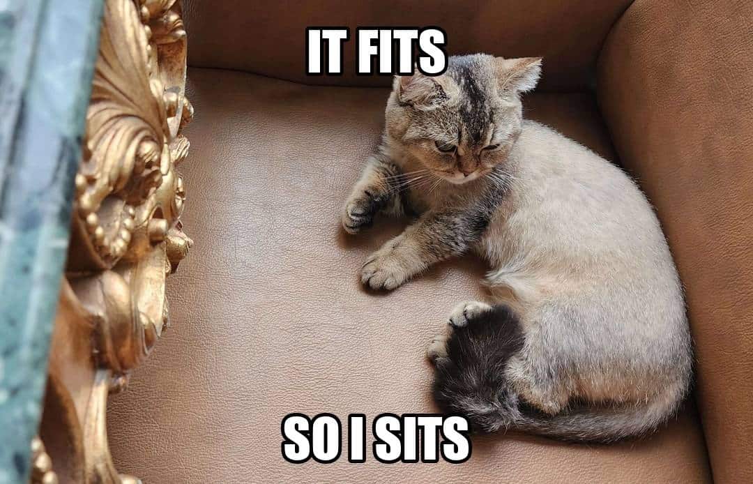 funny animal meme - cat curled on leather armchair