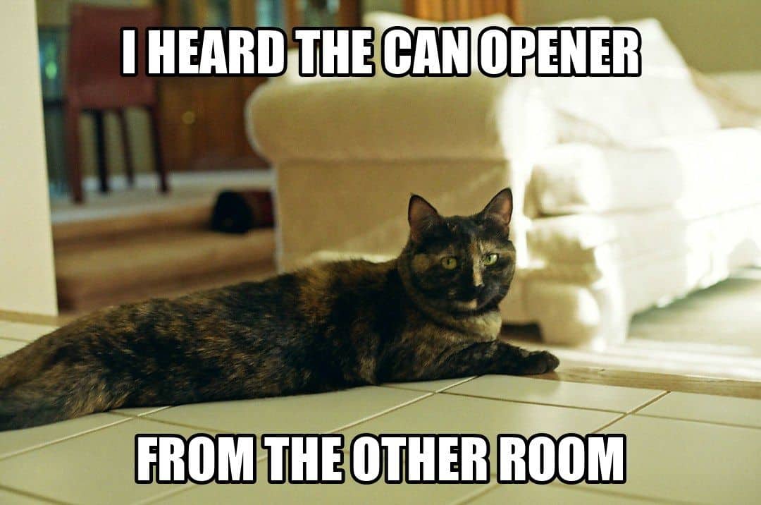 funny animal meme - tortoiseshell cat alert on kitchen floor