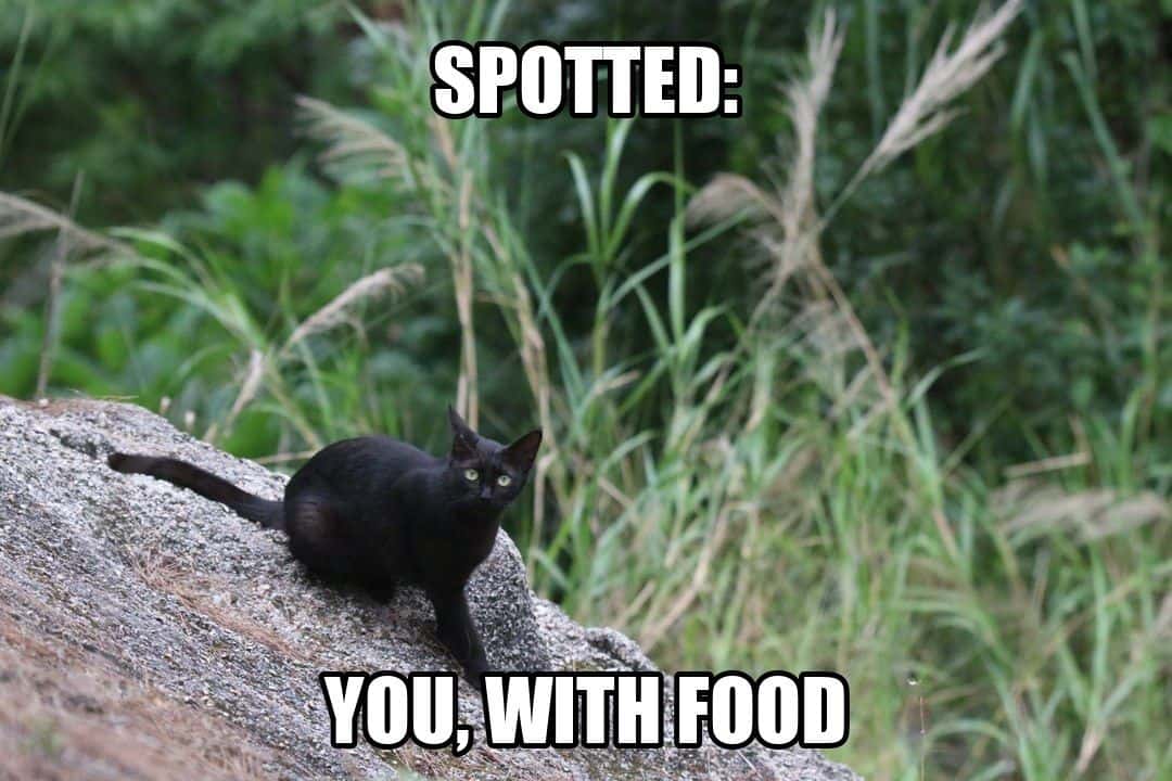 funny animal meme - black cat watching from a rock