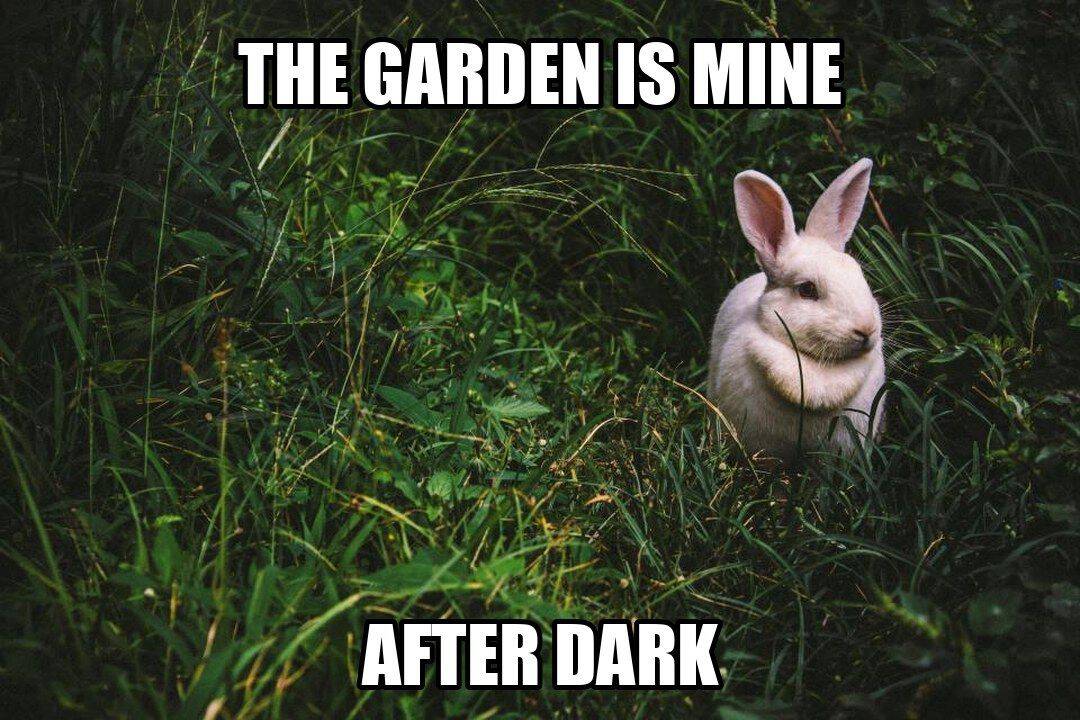 funny animal meme - white rabbit in dark garden