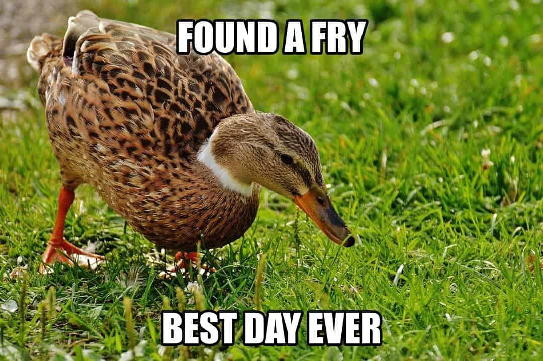 funny animal meme - duck pecking at the grass