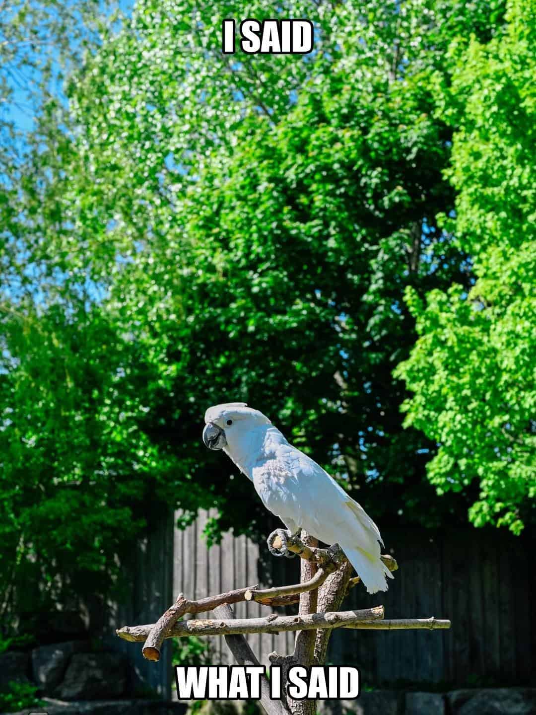 funny animal meme - white cockatoo on a perch