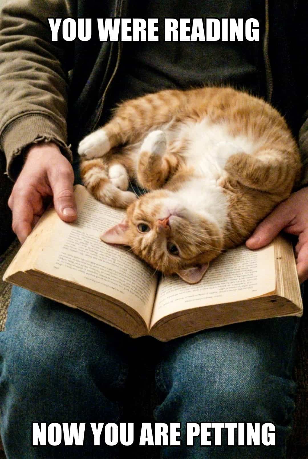 you were reading now you are petting