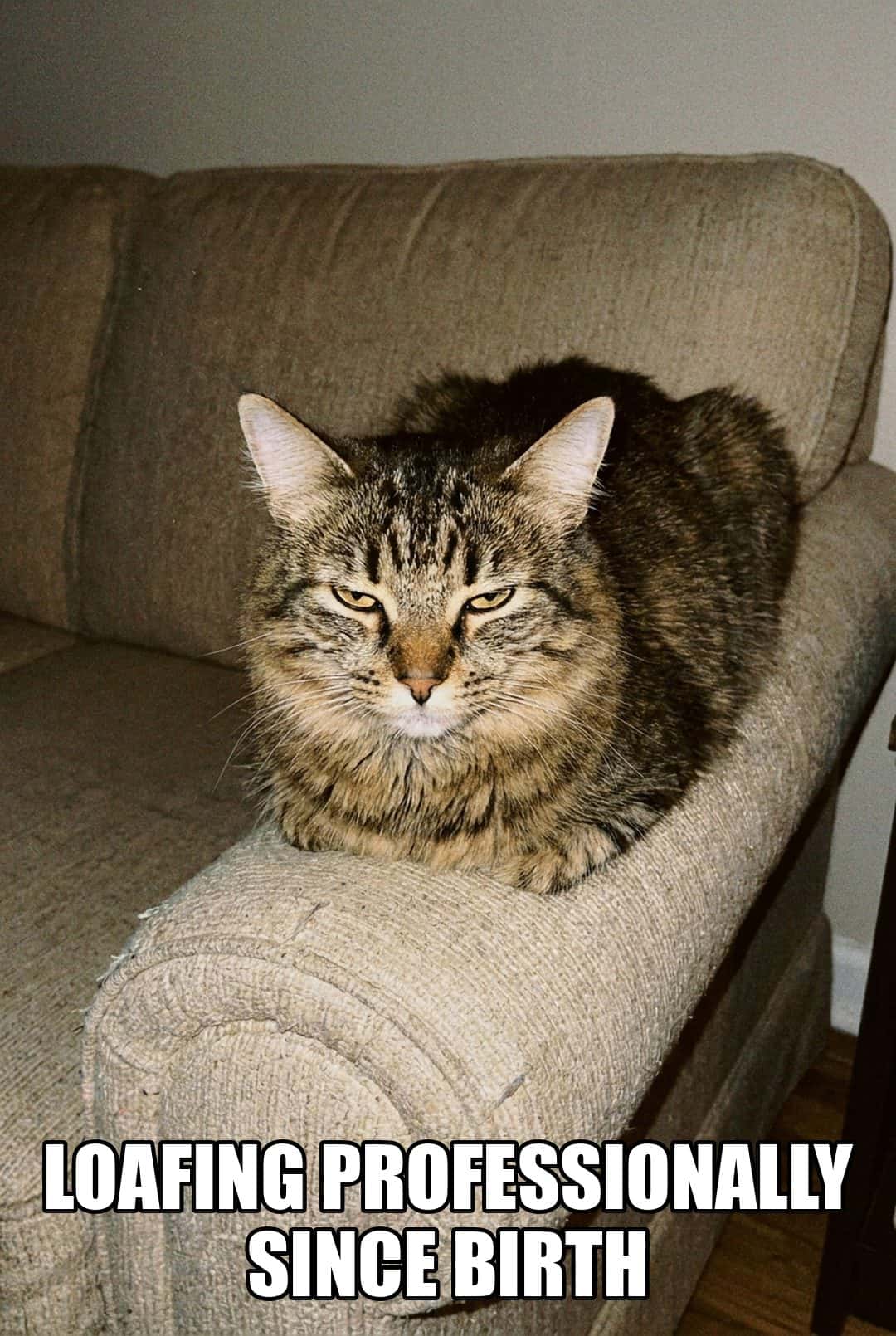 loafing professionally since birth