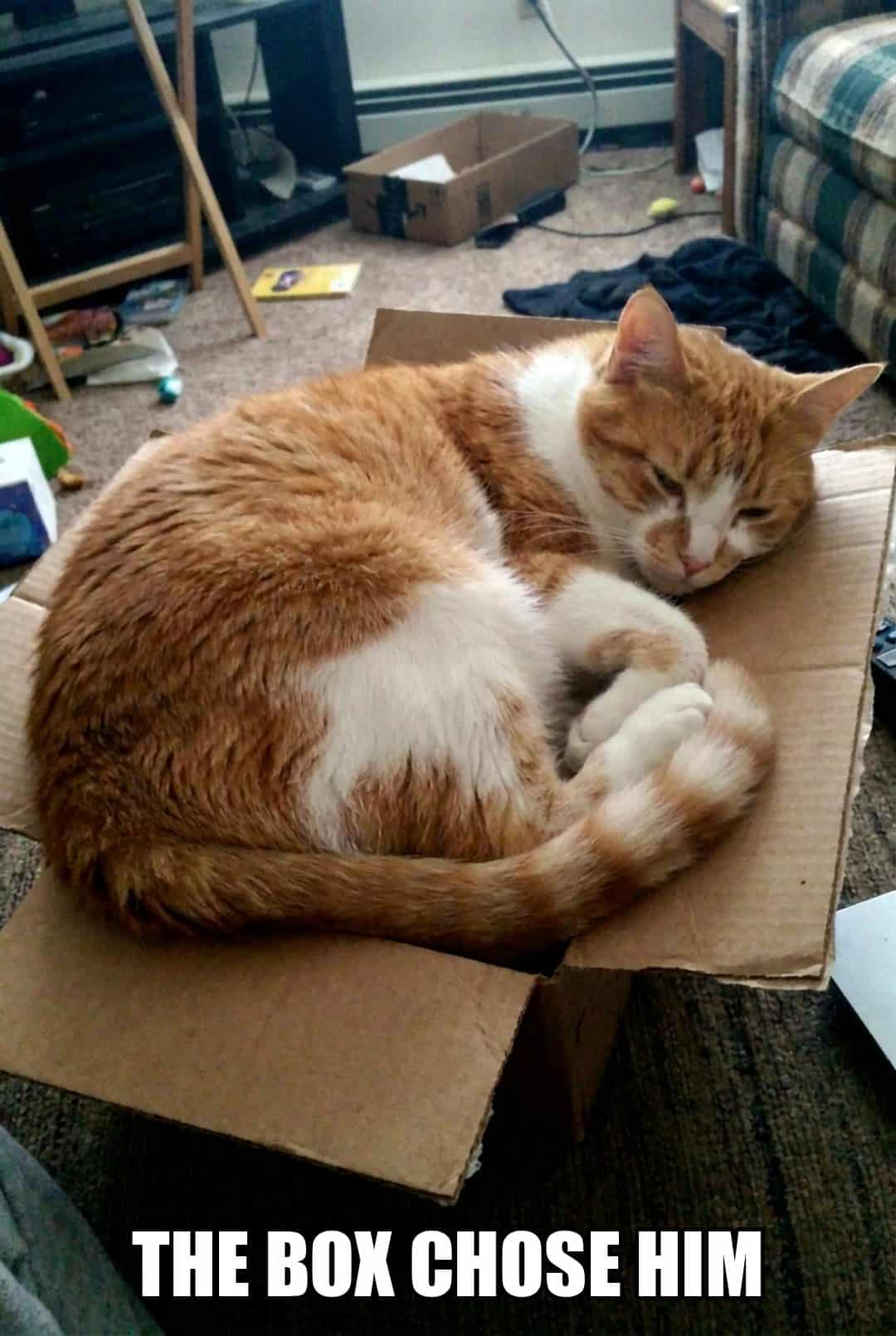 the box chose him
