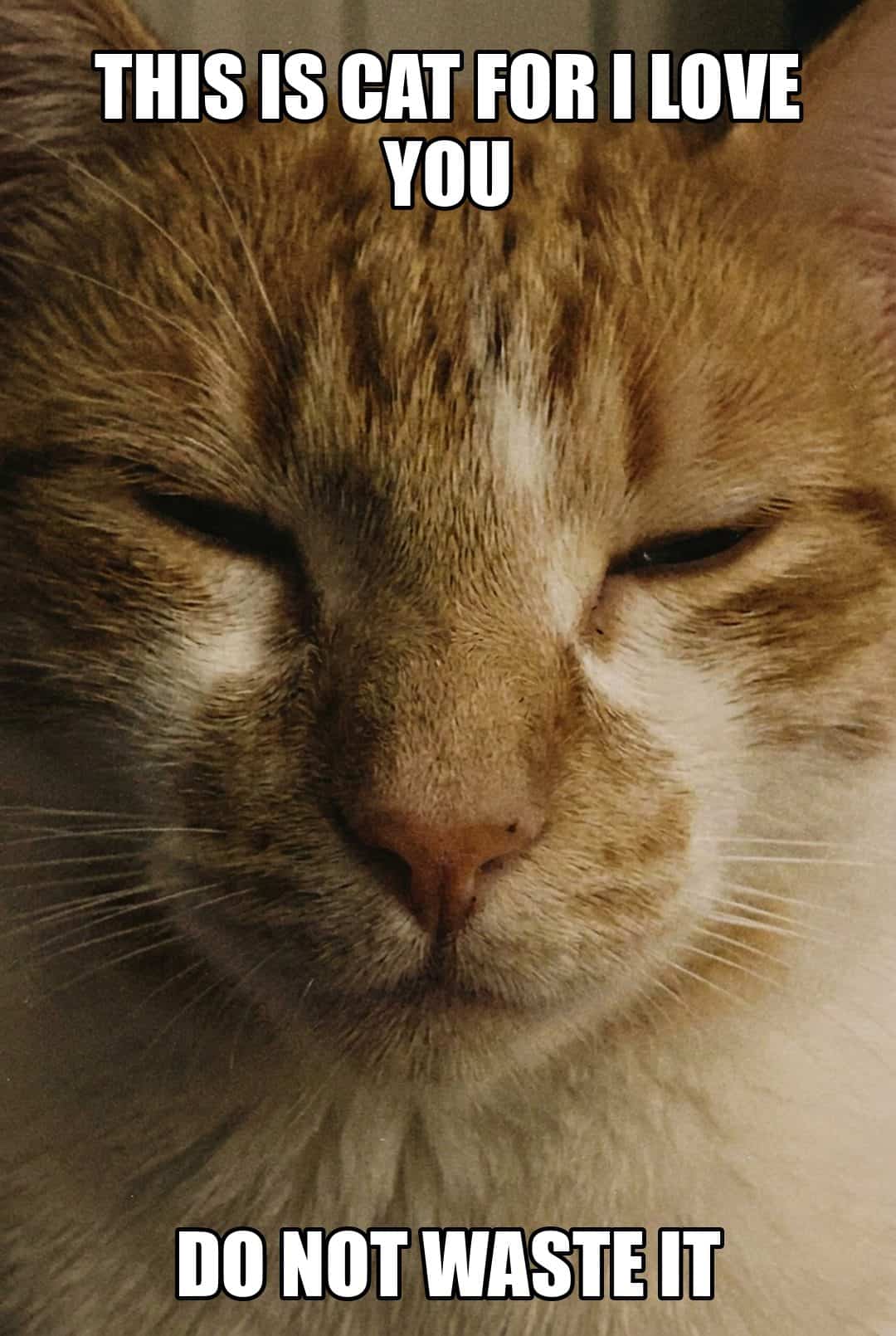 this is cat for i love you do not waste it