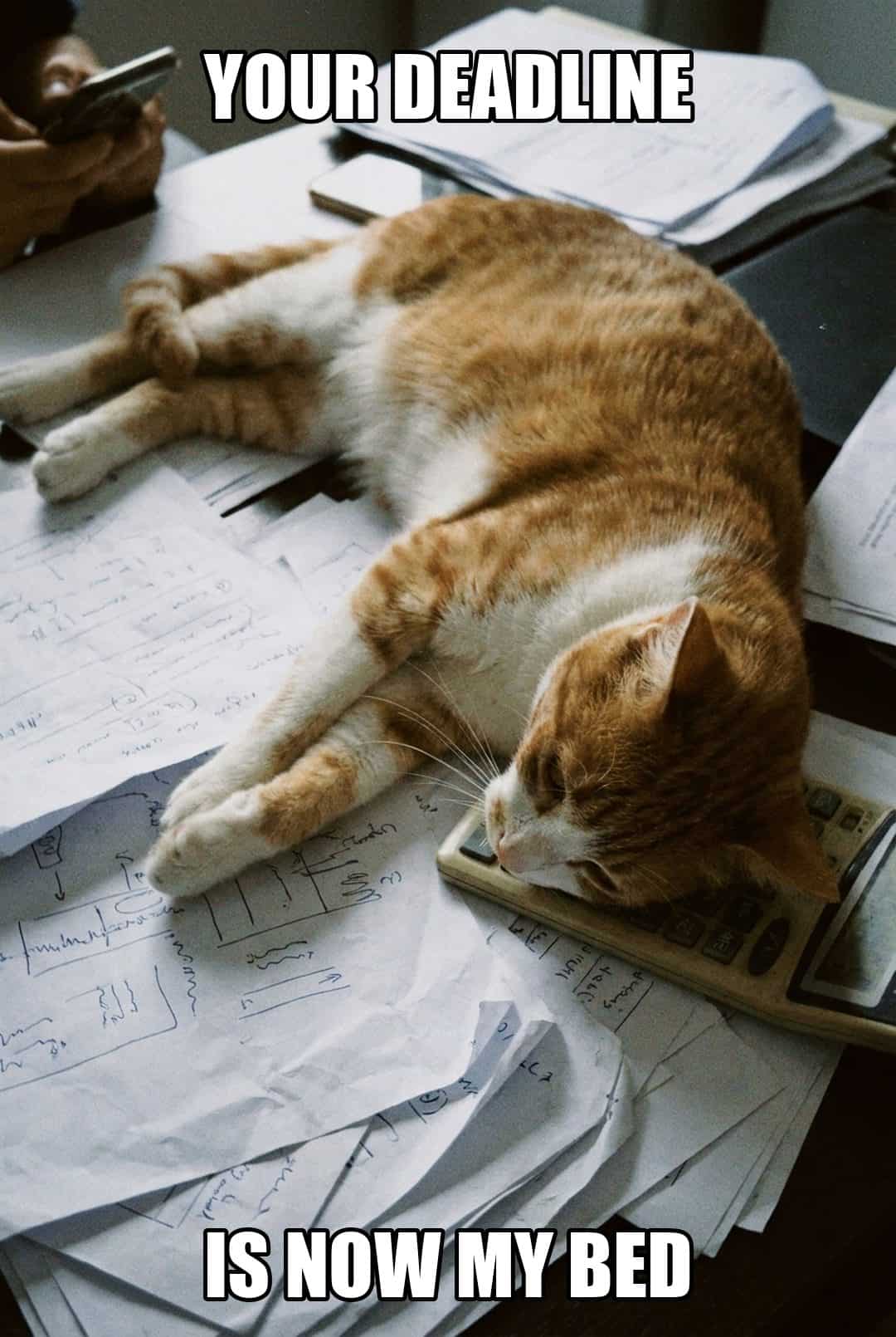 your deadline is now my bed