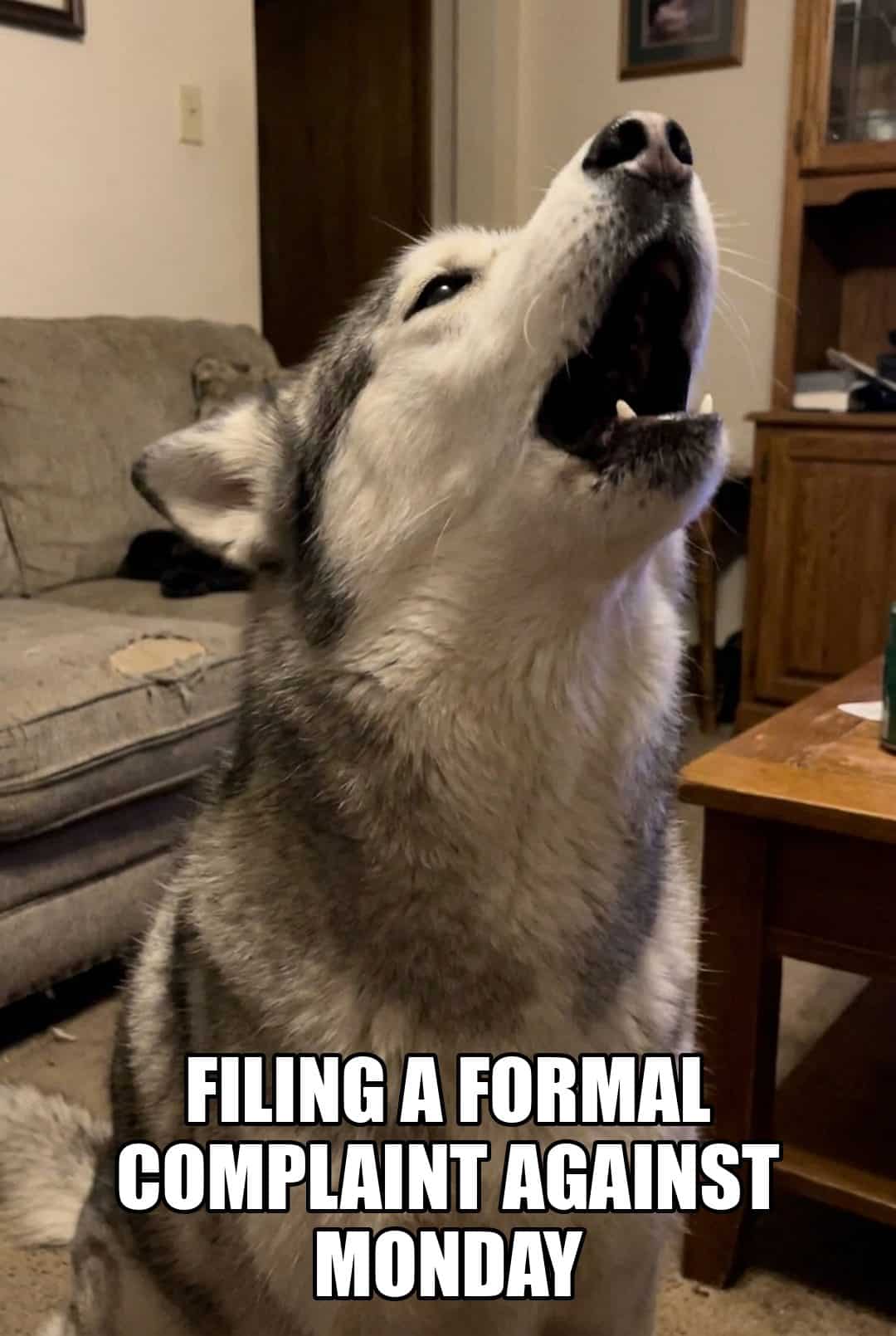 filing a formal complaint against monday