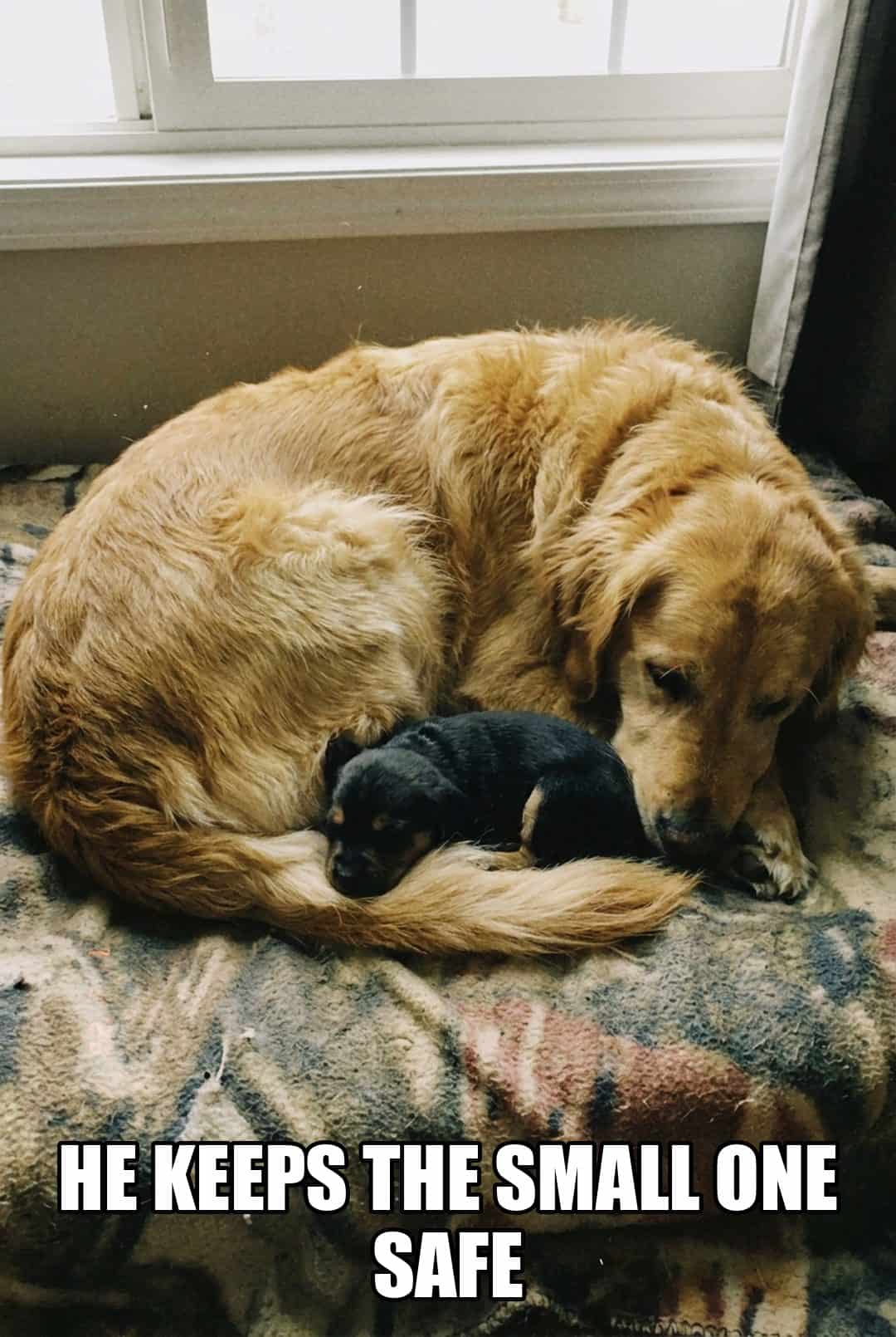 he keeps the small one safe