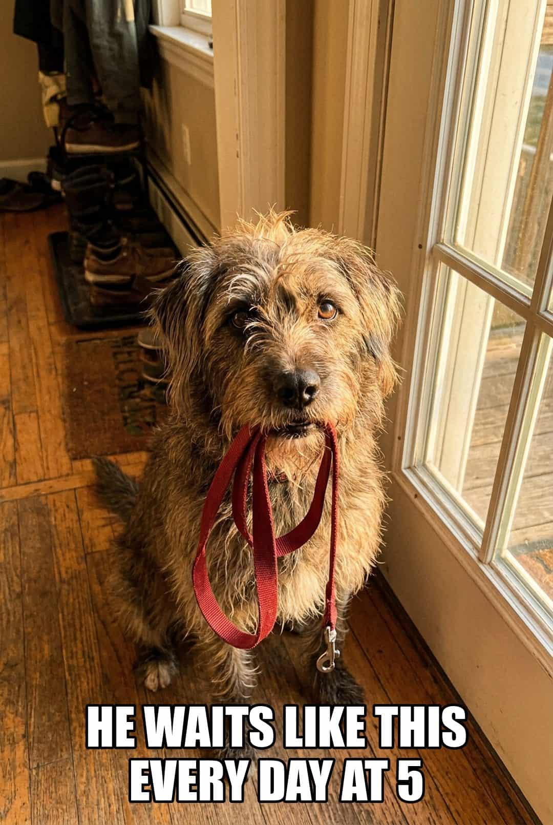 he waits like this every day at 5