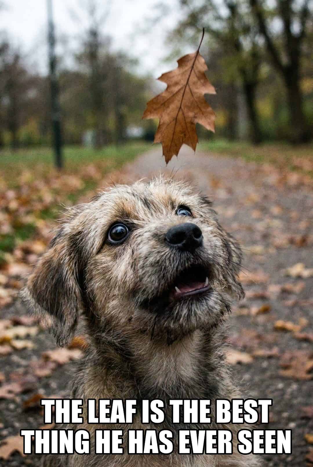 the leaf is the best thing he has ever seen