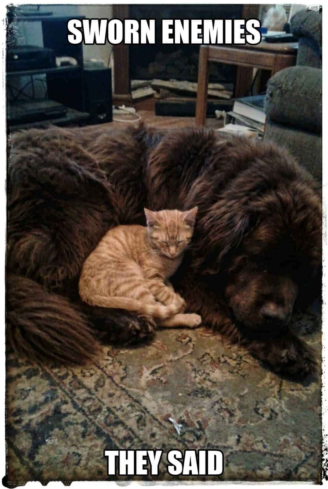 sworn enemies they said