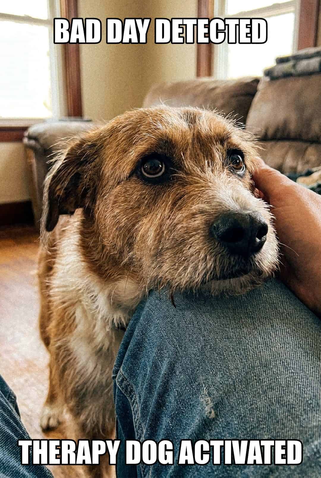 bad day detected therapy dog activated