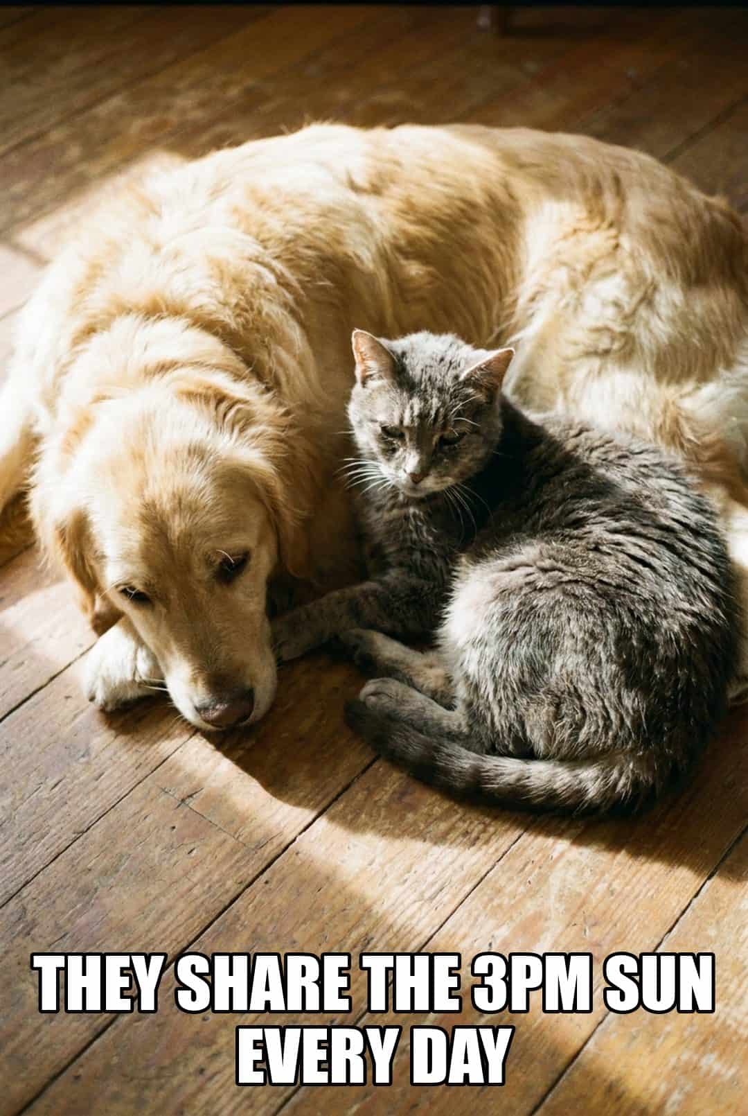 they share the 3pm sun every day